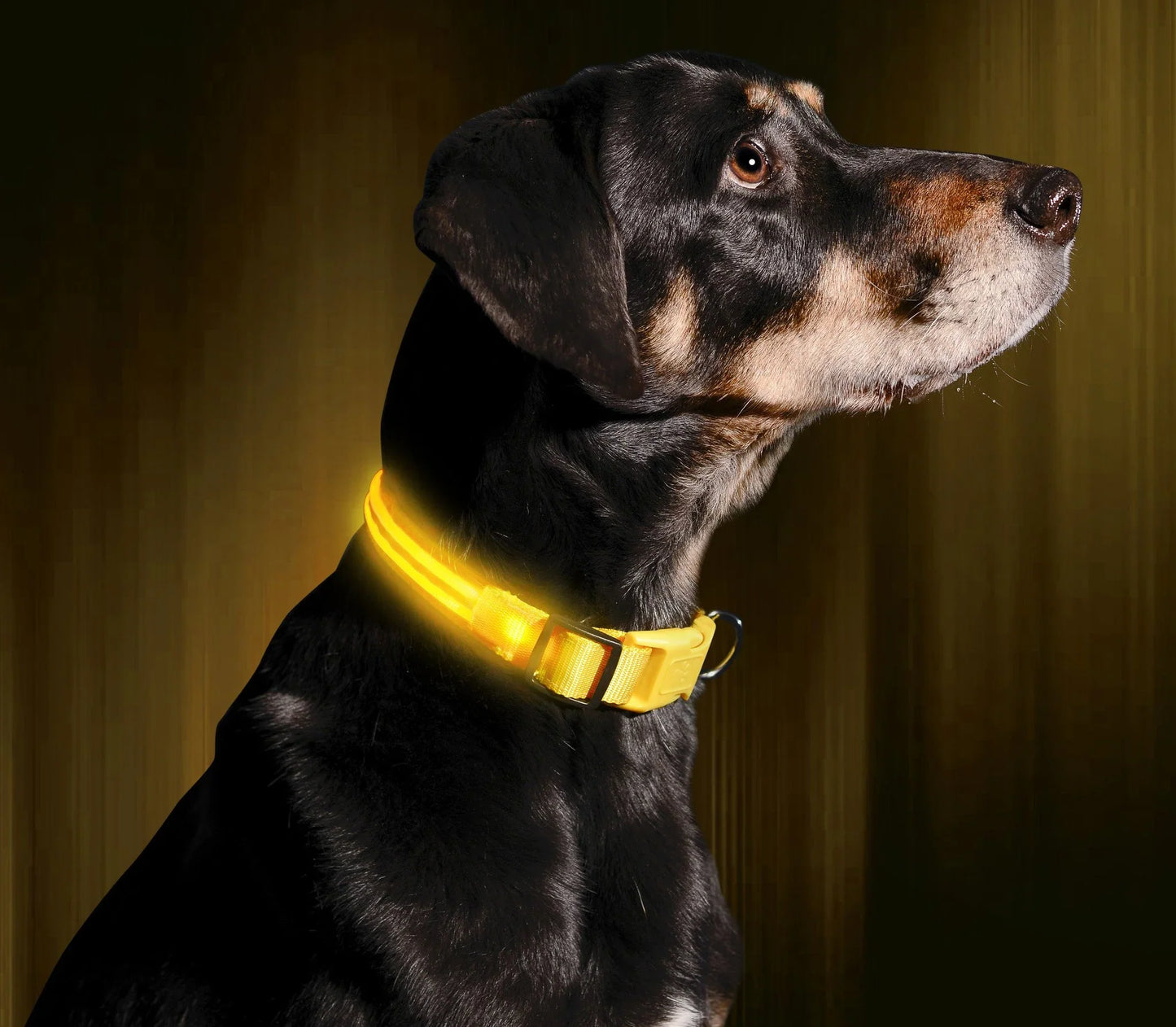PawGlow 360