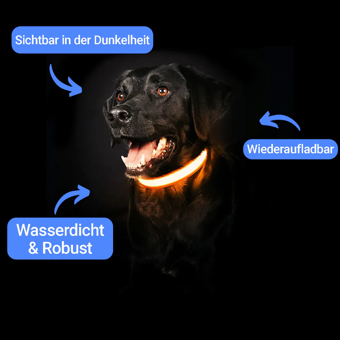 PawGlow 360