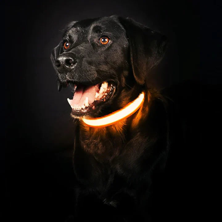 PawGlow 360
